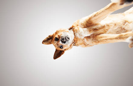 Shelter Dogs Photographed from Below