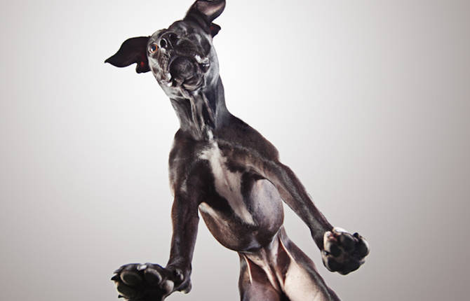 Shelter Dogs Photographed from Below