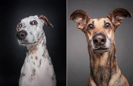 Tender Portraits of Skeptical Dogs