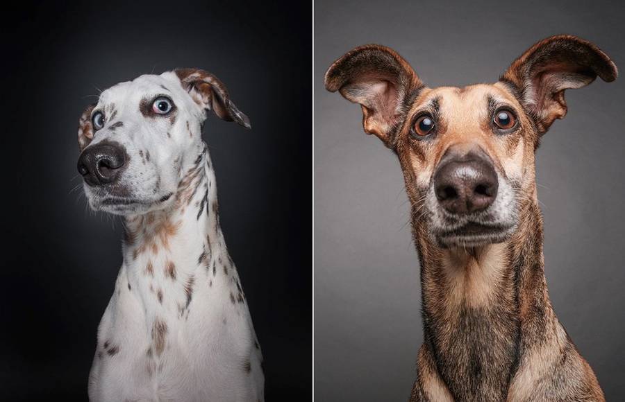 Tender Portraits of Skeptical Dogs