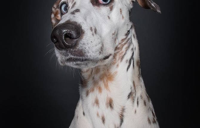 Tender Portraits of Skeptical Dogs