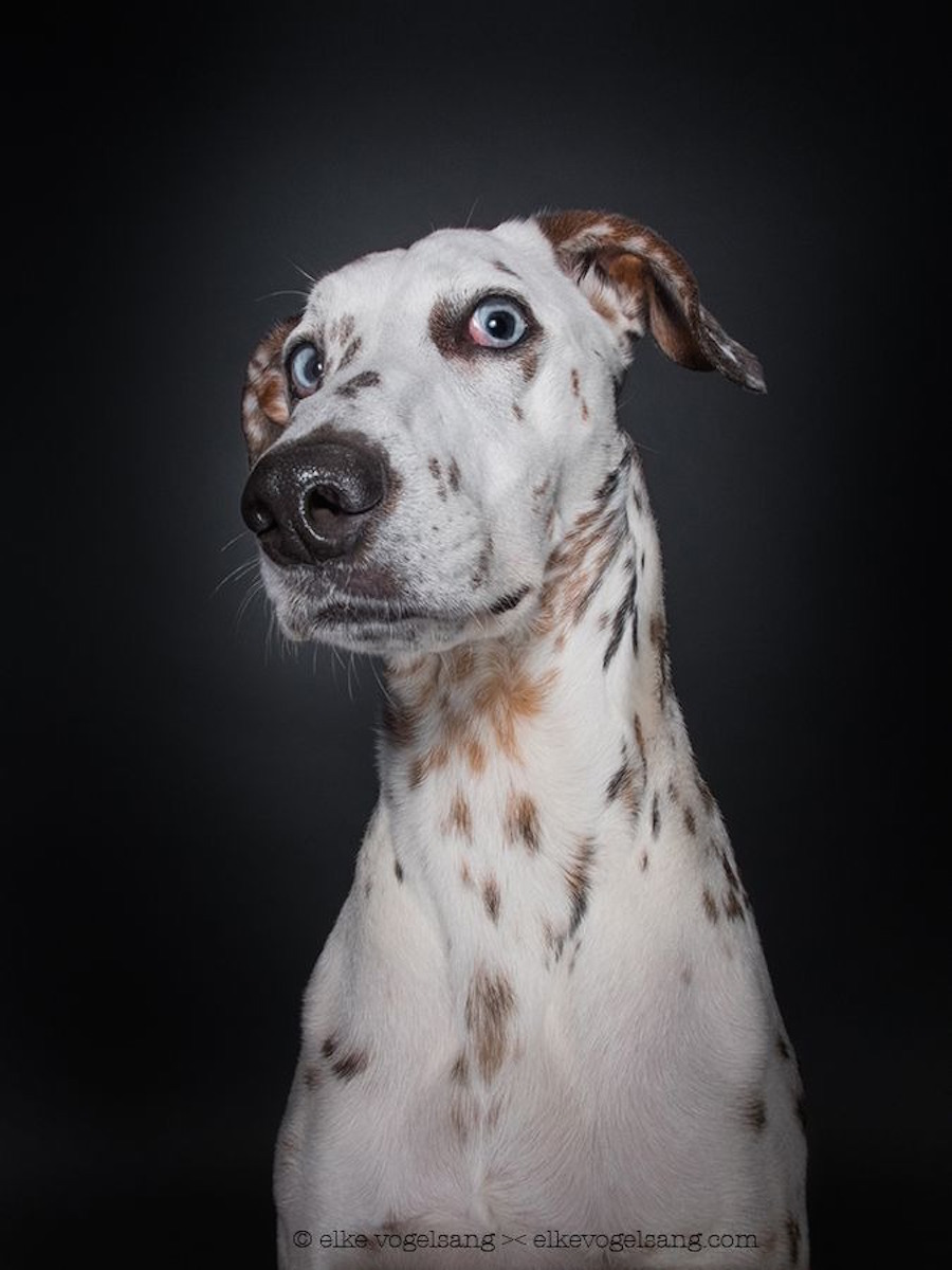 skepticaldogportraits2