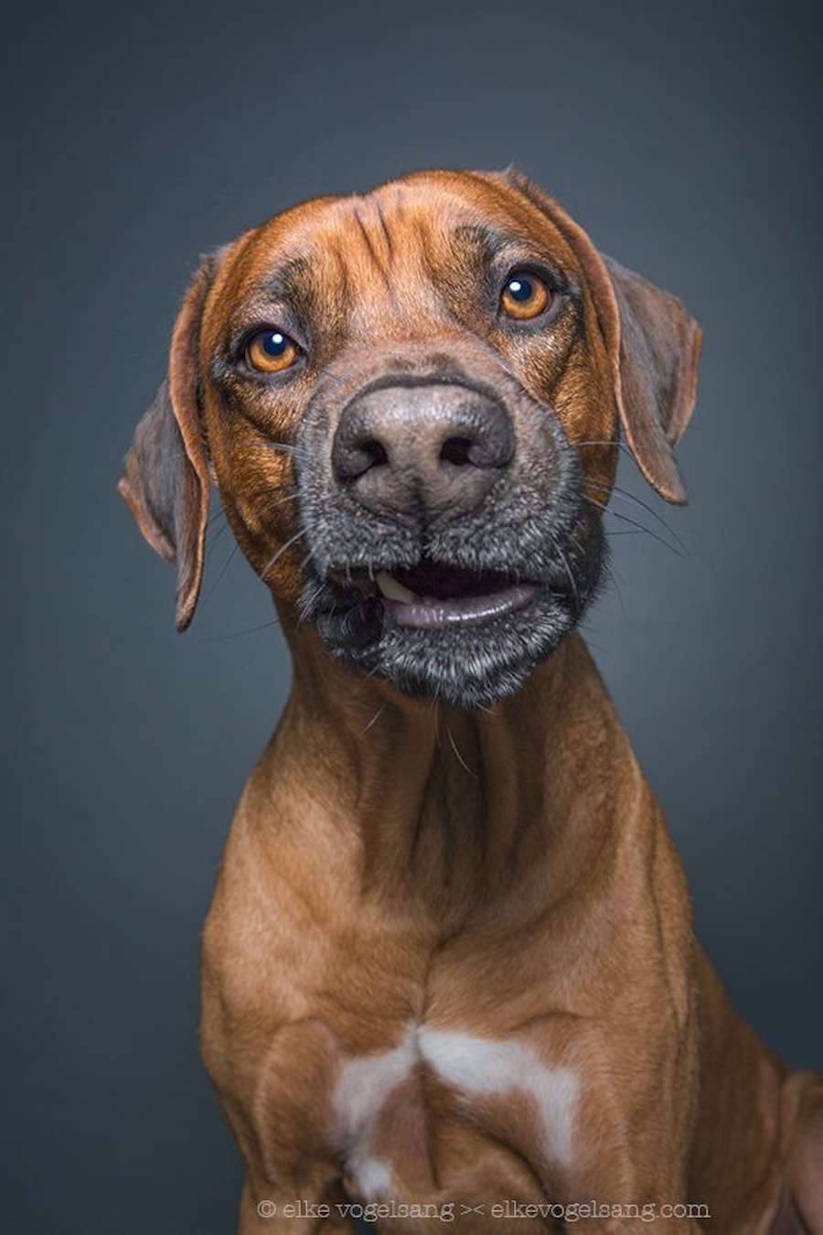 skepticaldogportraits6