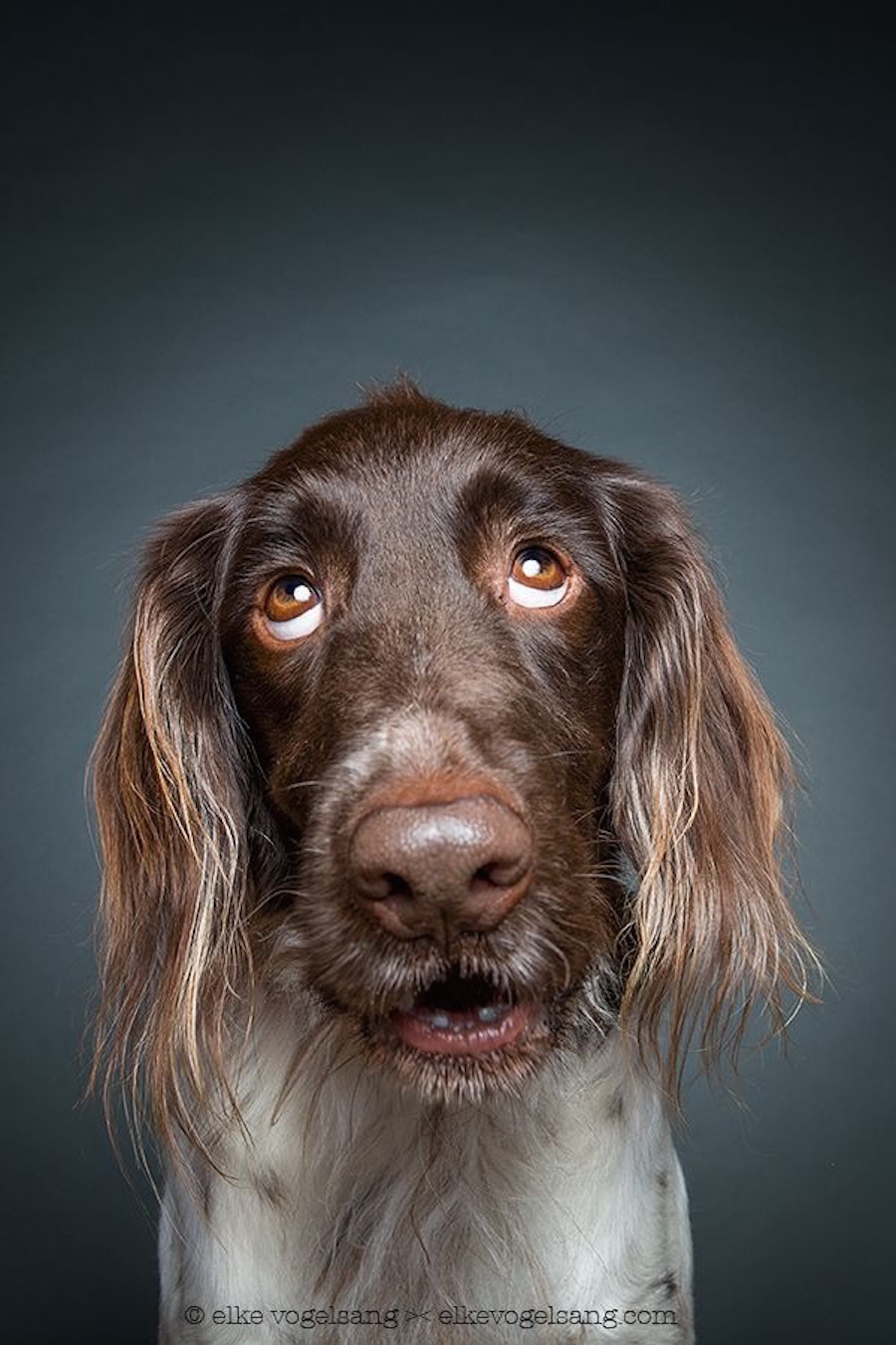 skepticaldogportraits7