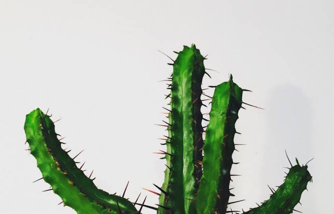 Sweet Beautiful Cactus Series