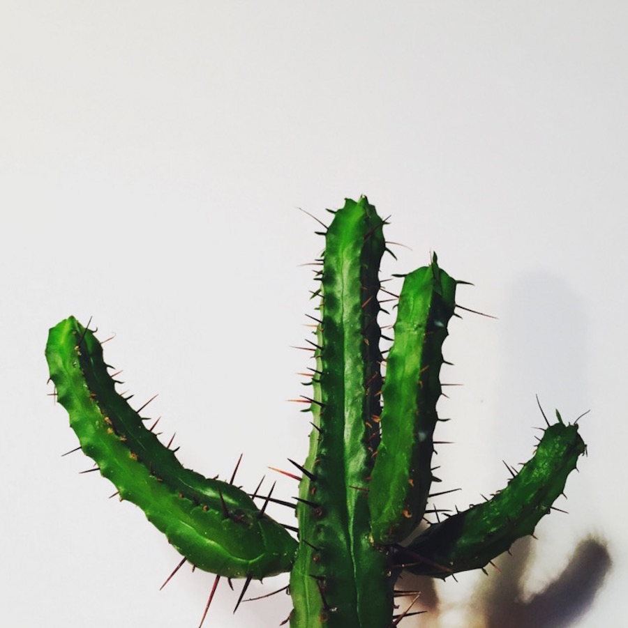 sweetbeautifulcactusseries-1