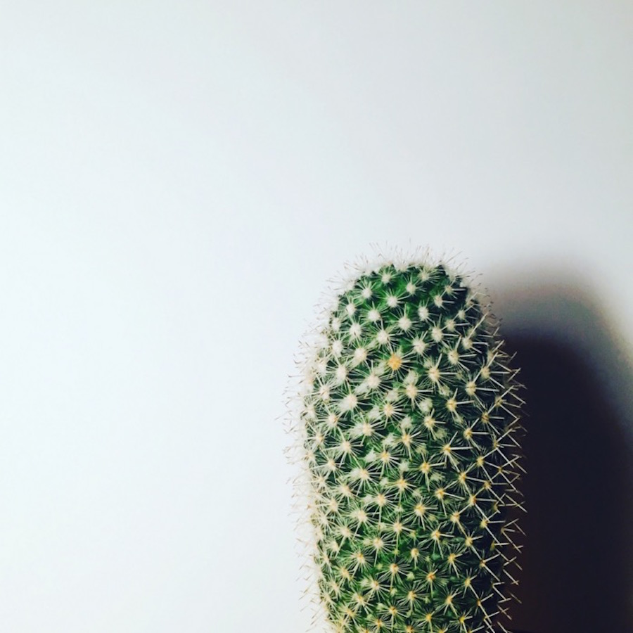 sweetbeautifulcactusseries-6