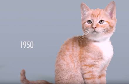 100 Years of Kitten Beauty
