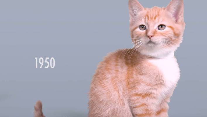 100 Years of Kitten Beauty