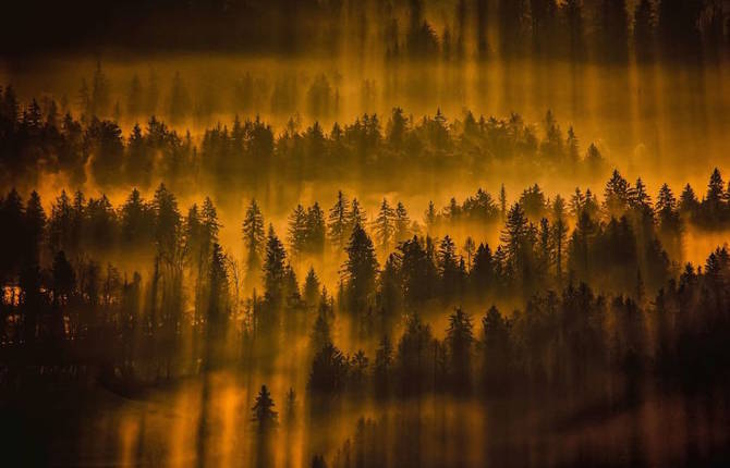 Thrilling and Mysterious Pictures of Slovenian Forests