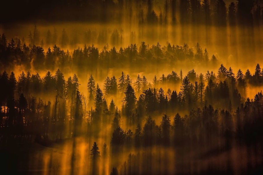 Thrilling and Mysterious Pictures of Slovenian Forests1