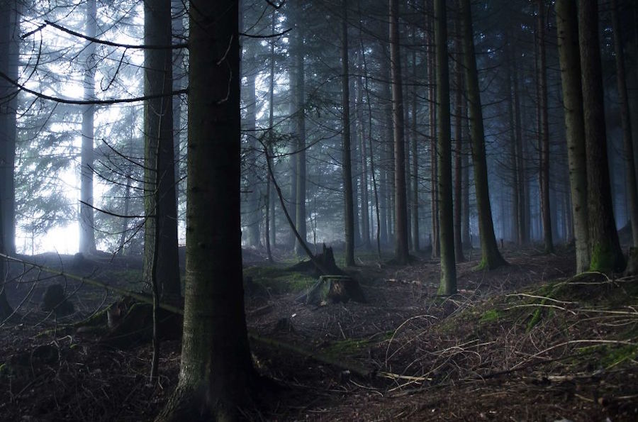 Thrilling and Mysterious Pictures of Slovenian Forests10