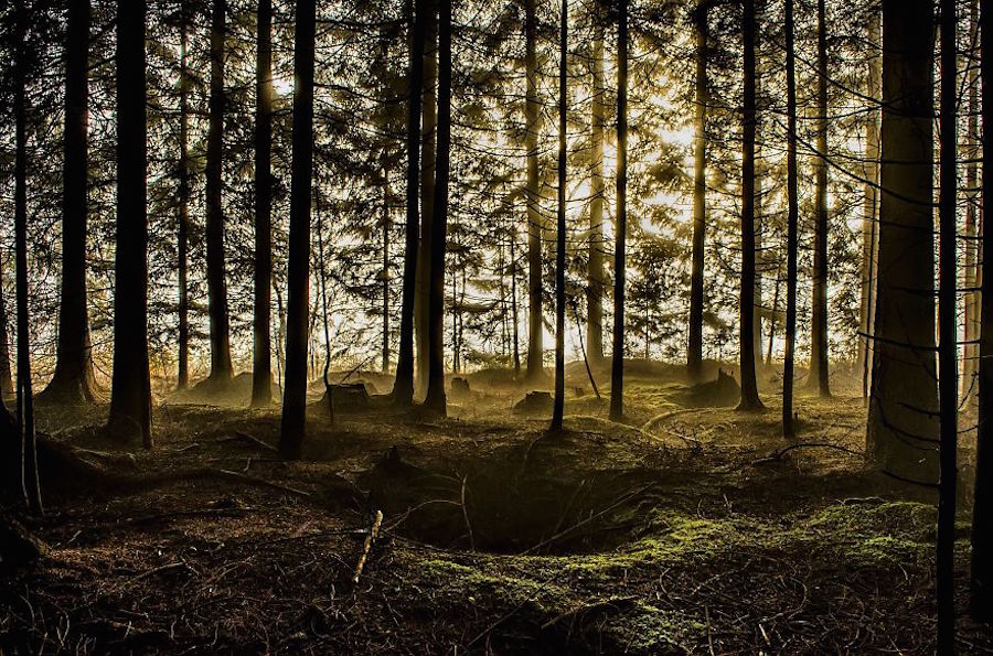 Thrilling and Mysterious Pictures of Slovenian Forests11