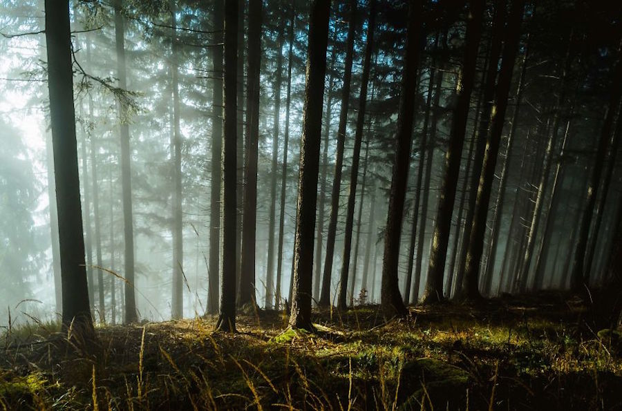 Thrilling and Mysterious Pictures of Slovenian Forests13