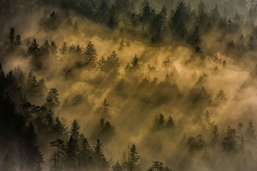 Thrilling and Mysterious Pictures of Slovenian Forests15
