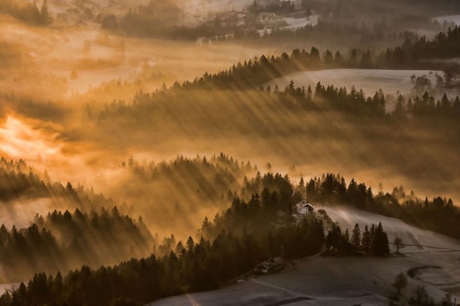 Thrilling and Mysterious Pictures of Slovenian Forests2