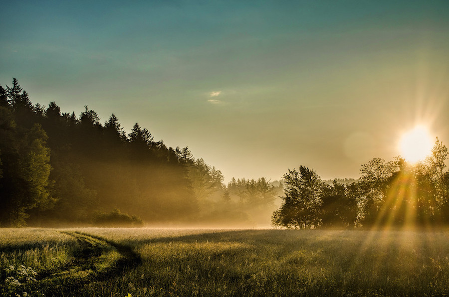 Thrilling and Mysterious Pictures of Slovenian Forests4