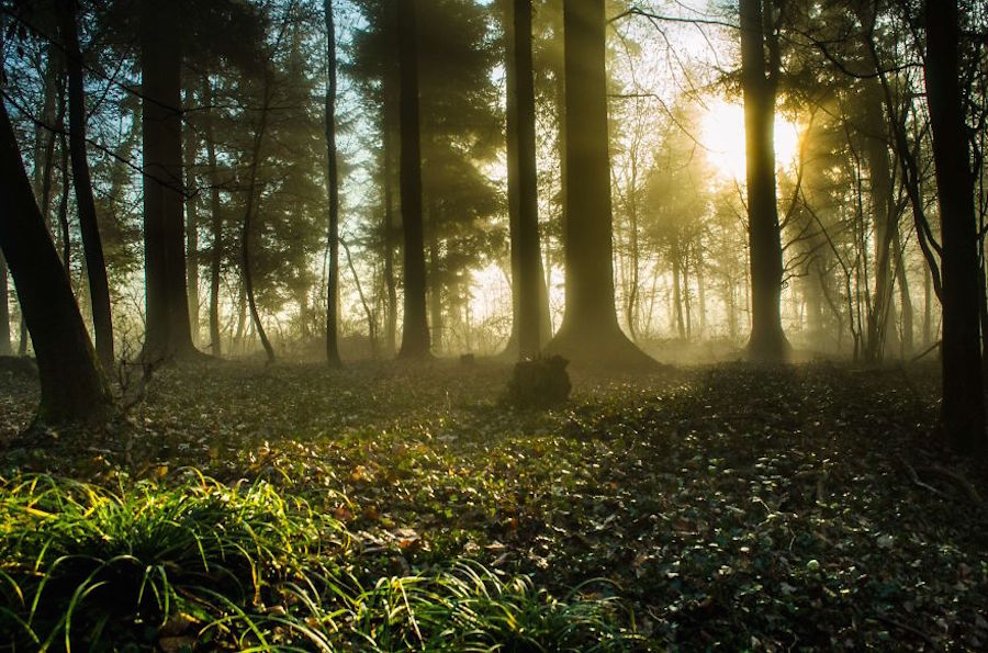 Thrilling and Mysterious Pictures of Slovenian Forests5