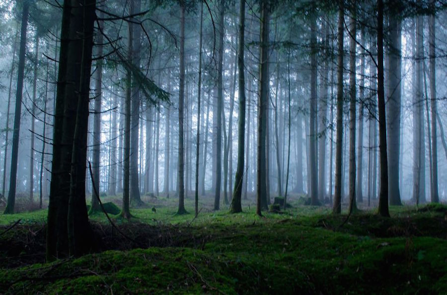 Thrilling and Mysterious Pictures of Slovenian Forests – Fubiz Media