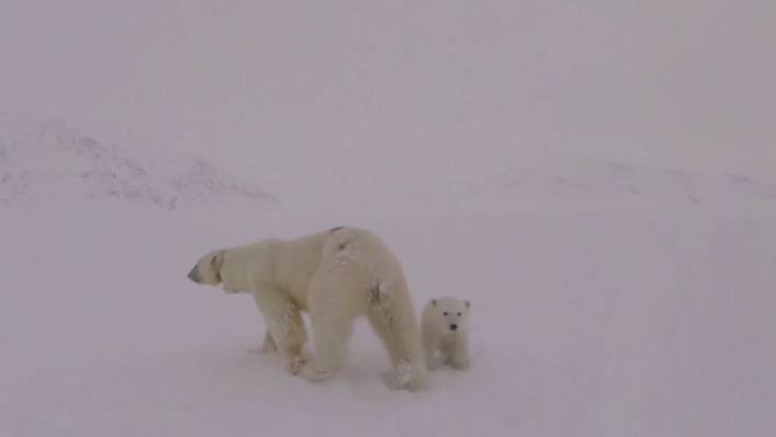 Inside the Arctic in 360°