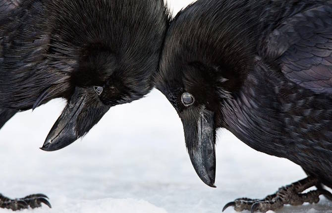 Birds of North America Audubon Photography Awards Winners 2016