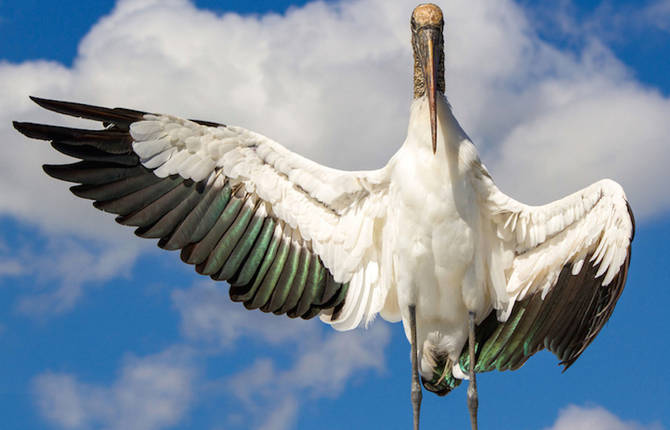 Birds of North America Audubon Photography Awards Winners 2016