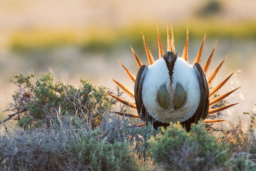 Sage Grouse; Courtship Display