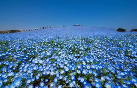 Blossoming Blue Flowers Field at Japan’s Hitachi Seaside Park