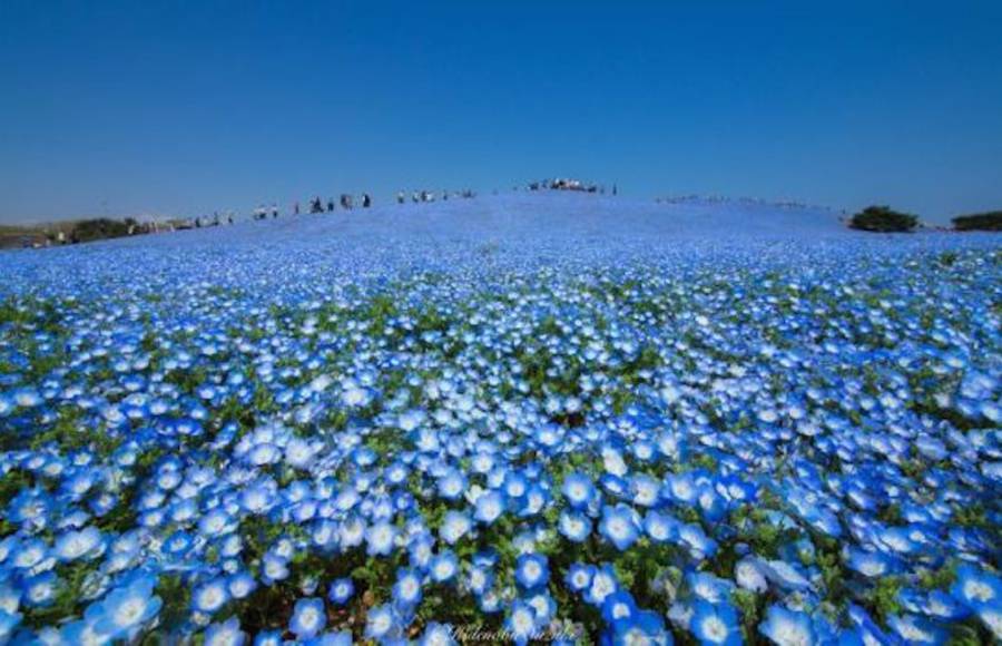 Blossoming Blue Flowers Field at Japan’s Hitachi Seaside Park