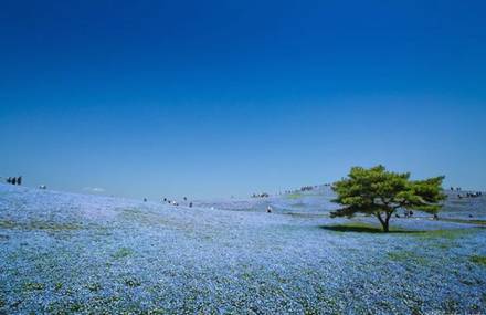 Blossoming Blue Flowers Field at Japan’s Hitachi Seaside Park