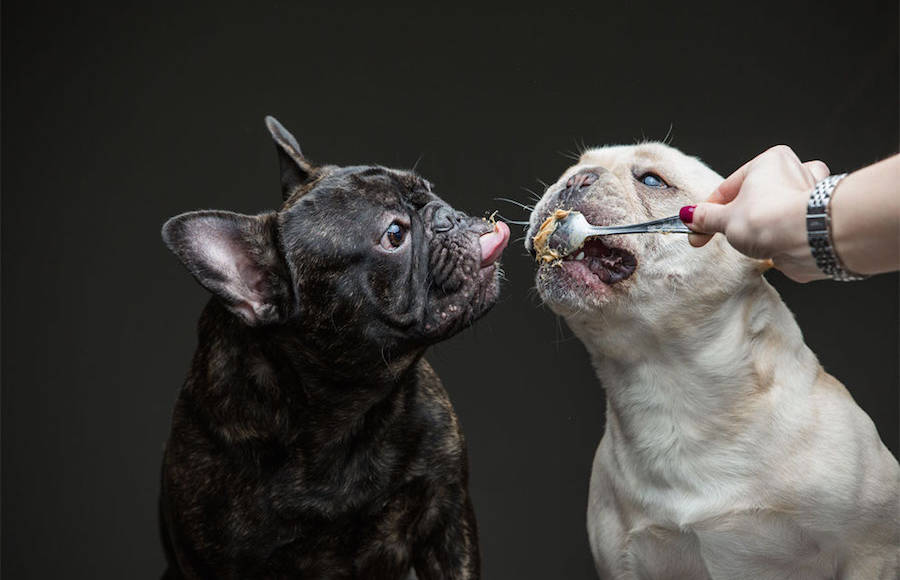 Hilarious Dogs Eating Peanut Butter