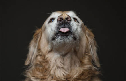 Hilarious Dogs Eating Peanut Butter