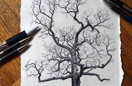 Accurate Drawings of Trees from Around the World