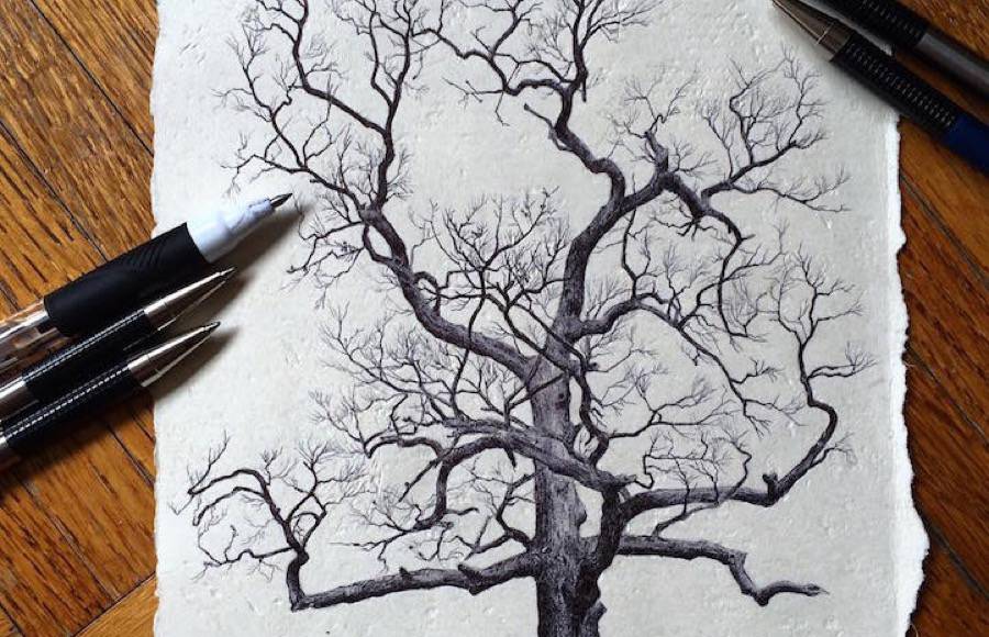 Accurate Drawings of Trees from Around the World