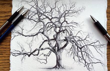 Accurate Drawings of Trees from Around the World