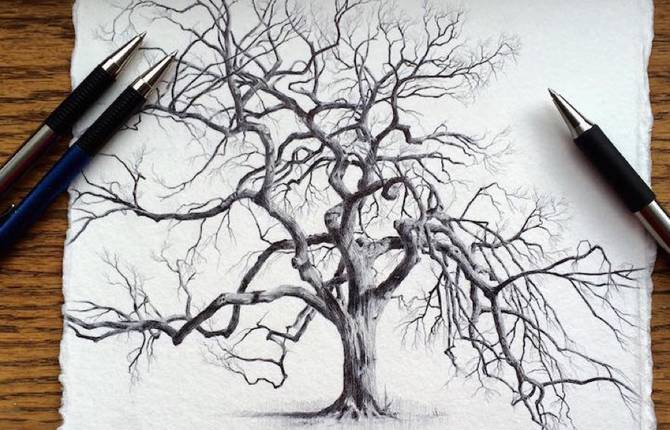 Accurate Drawings of Trees from Around the World