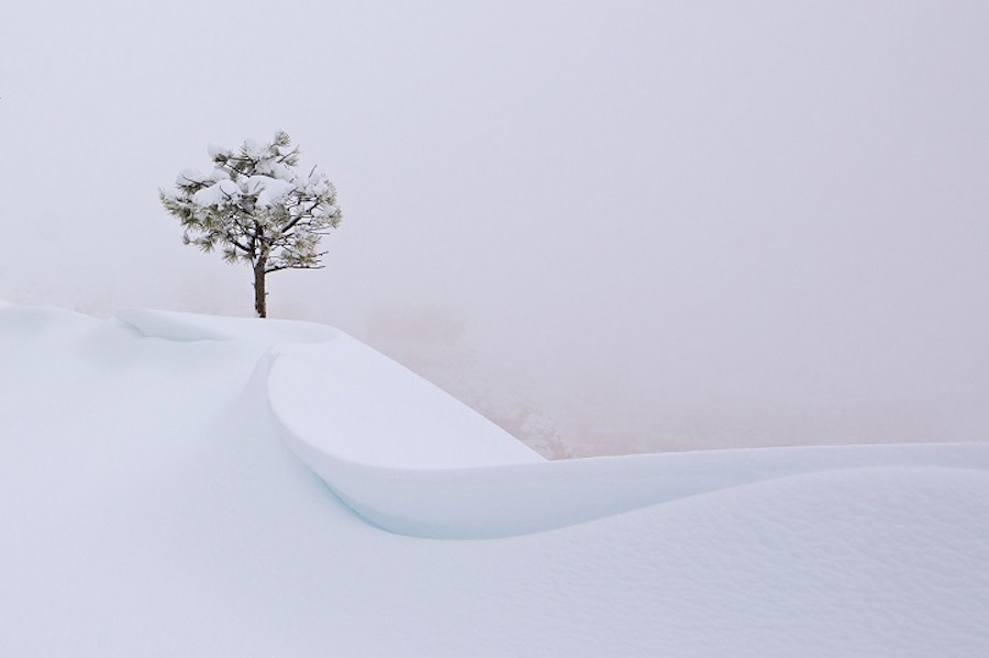 The Snow Tree
