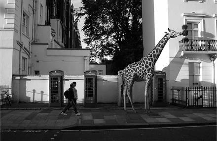 Wild Animals in European Cities Streets