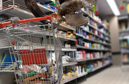 Pictures of Wild Animals in Malls