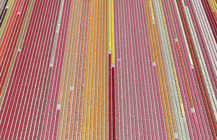 Multicolored Tulip Fields From the Air