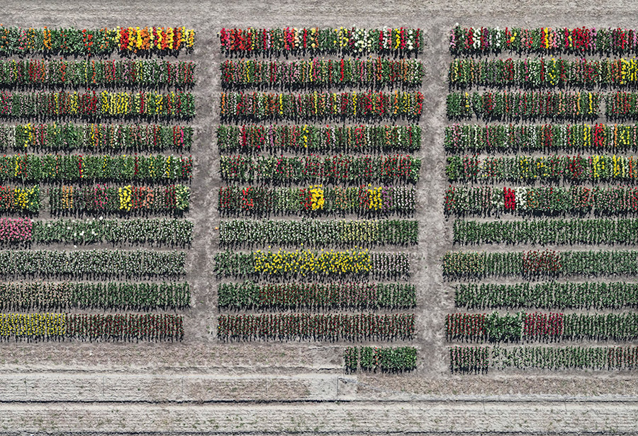 Multicolored Tulip Fields From the Air14