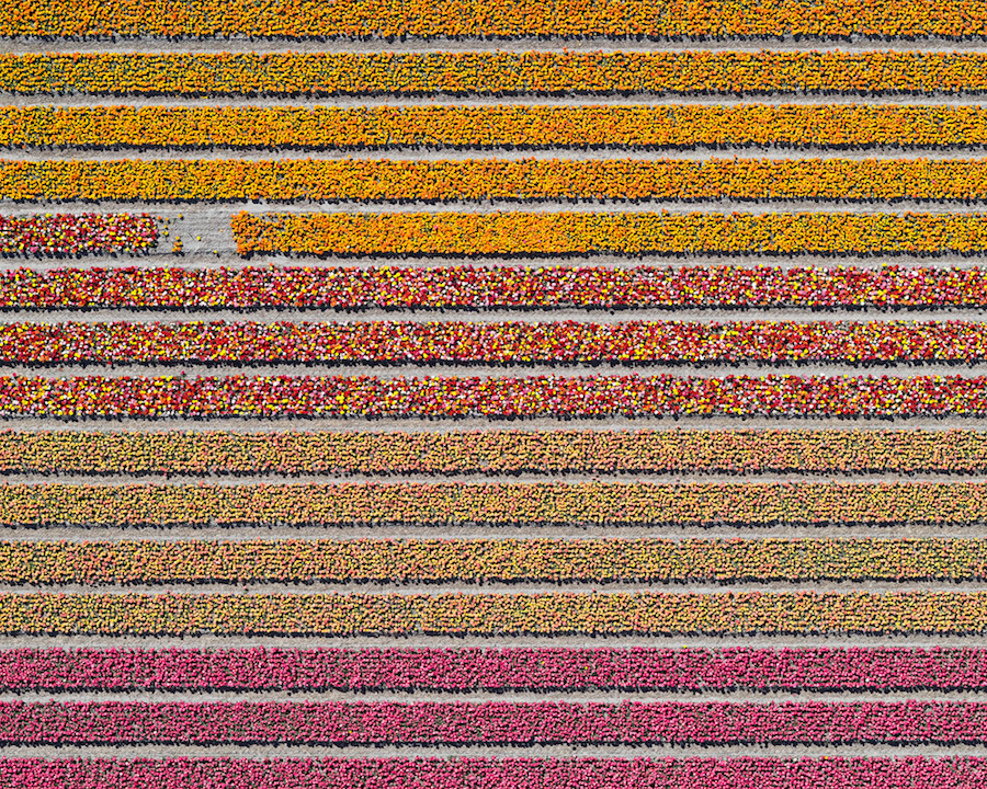 Multicolored Tulip Fields From the Air17