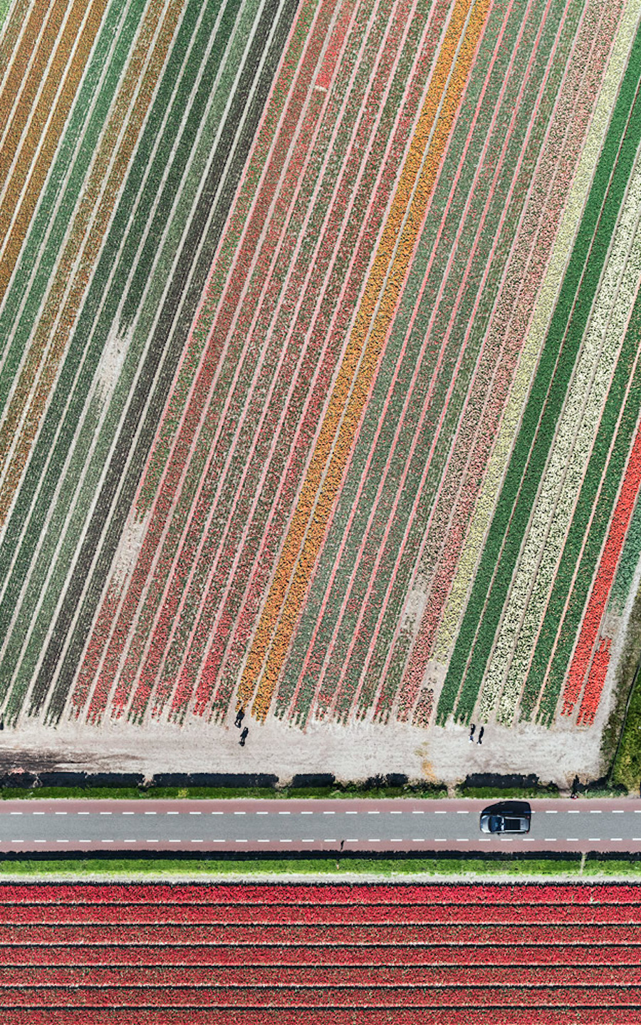 Multicolored Tulip Fields From the Air18