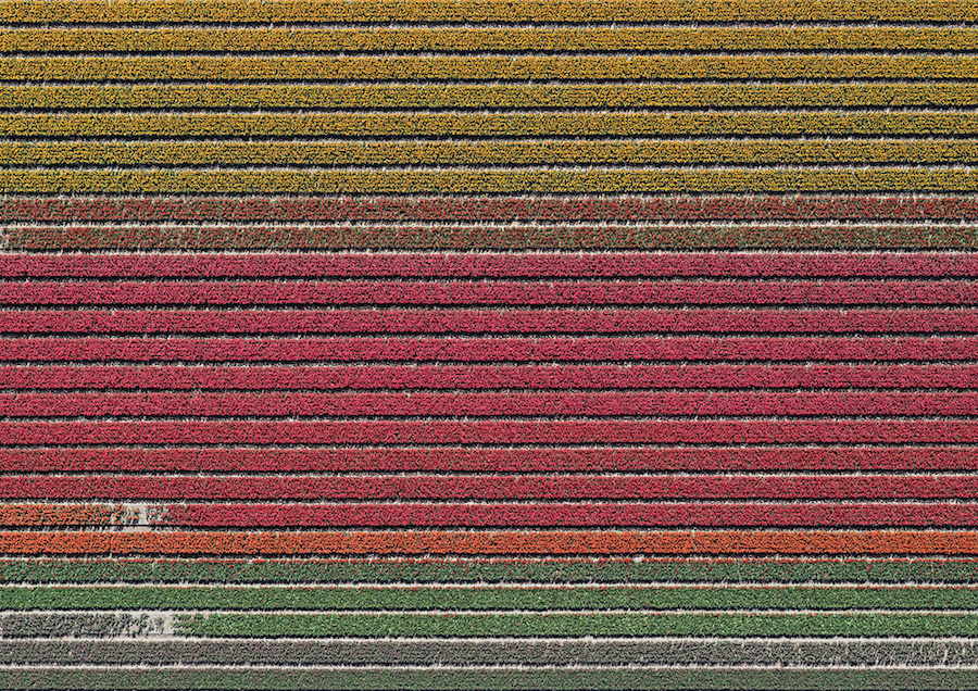 Multicolored Tulip Fields From the Air22