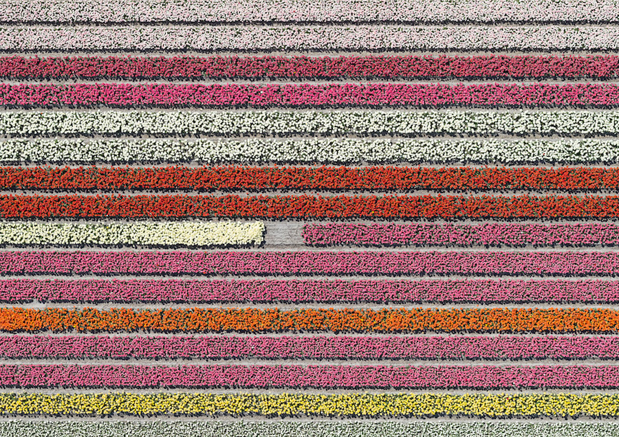 Multicolored Tulip Fields From the Air23