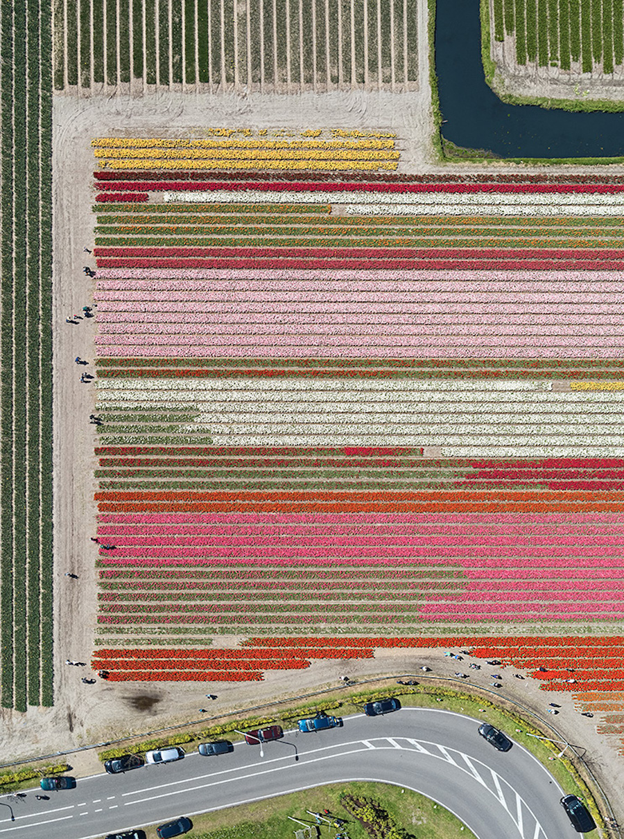 Multicolored Tulip Fields From the Air24