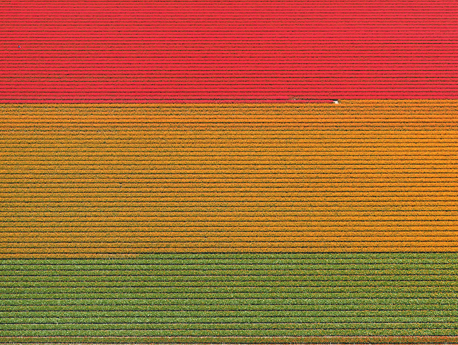 Multicolored Tulip Fields From the Air4