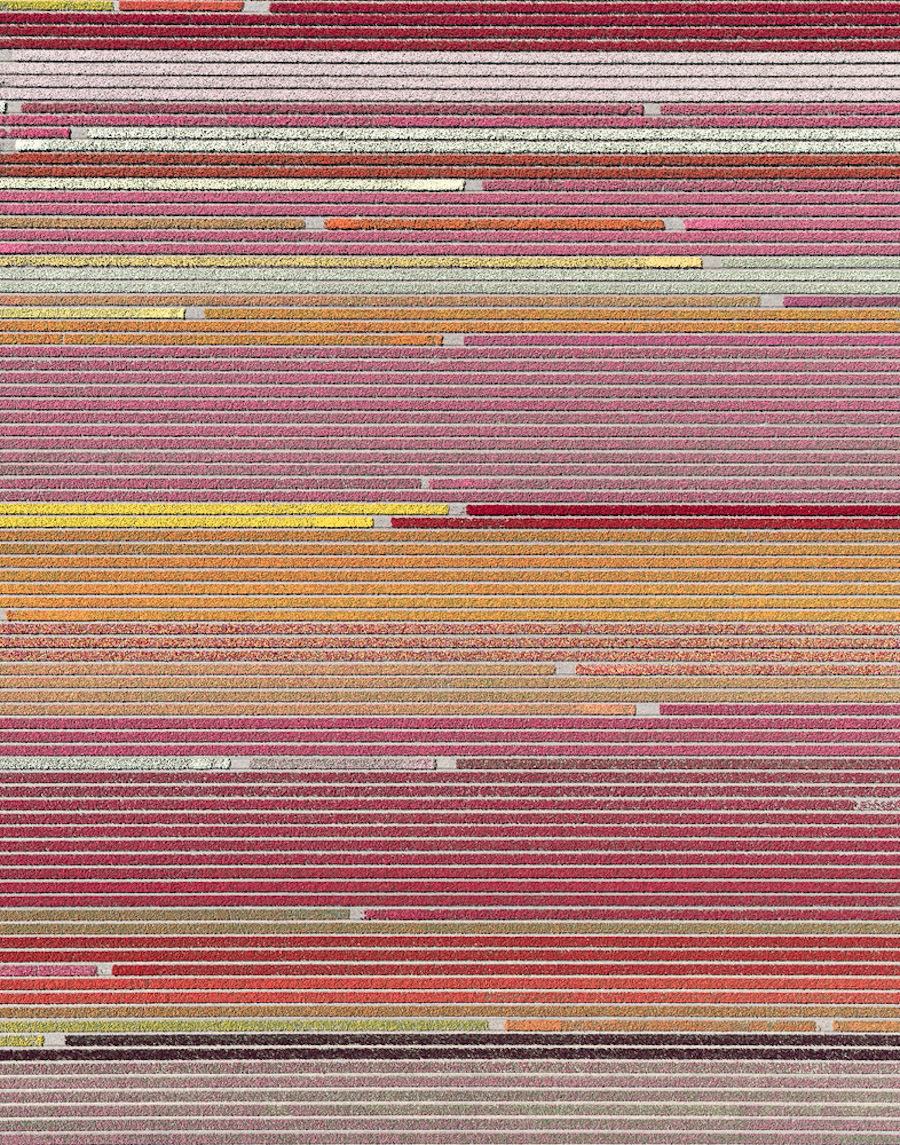 Multicolored Tulip Fields From the Air5