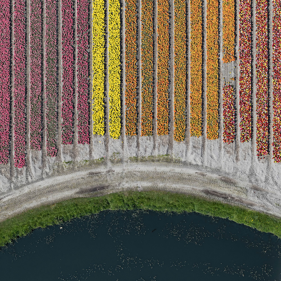 Multicolored Tulip Fields From the Air6