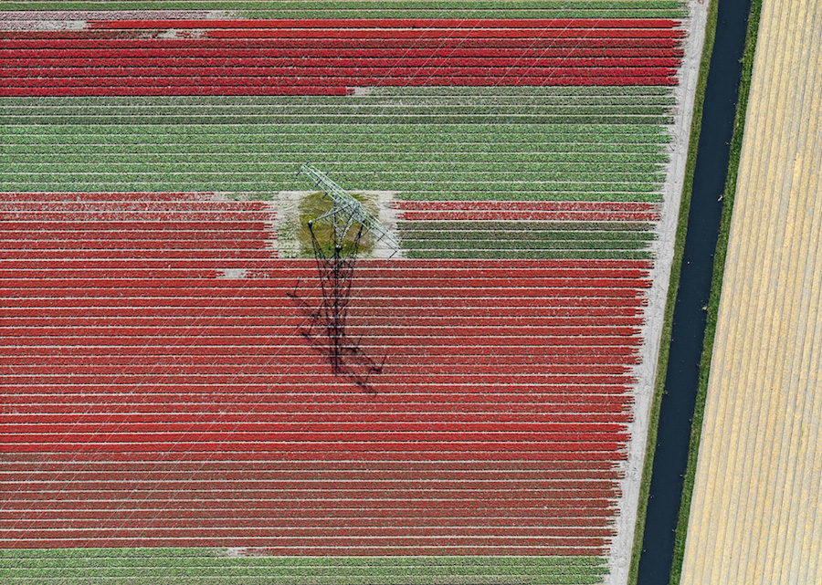 Multicolored Tulip Fields From the Air8